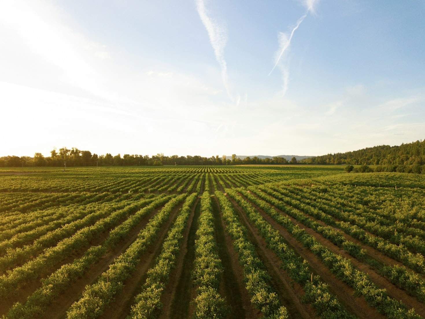 Avicultura Sustentável: Como Produzimos Ovos de Qualidade