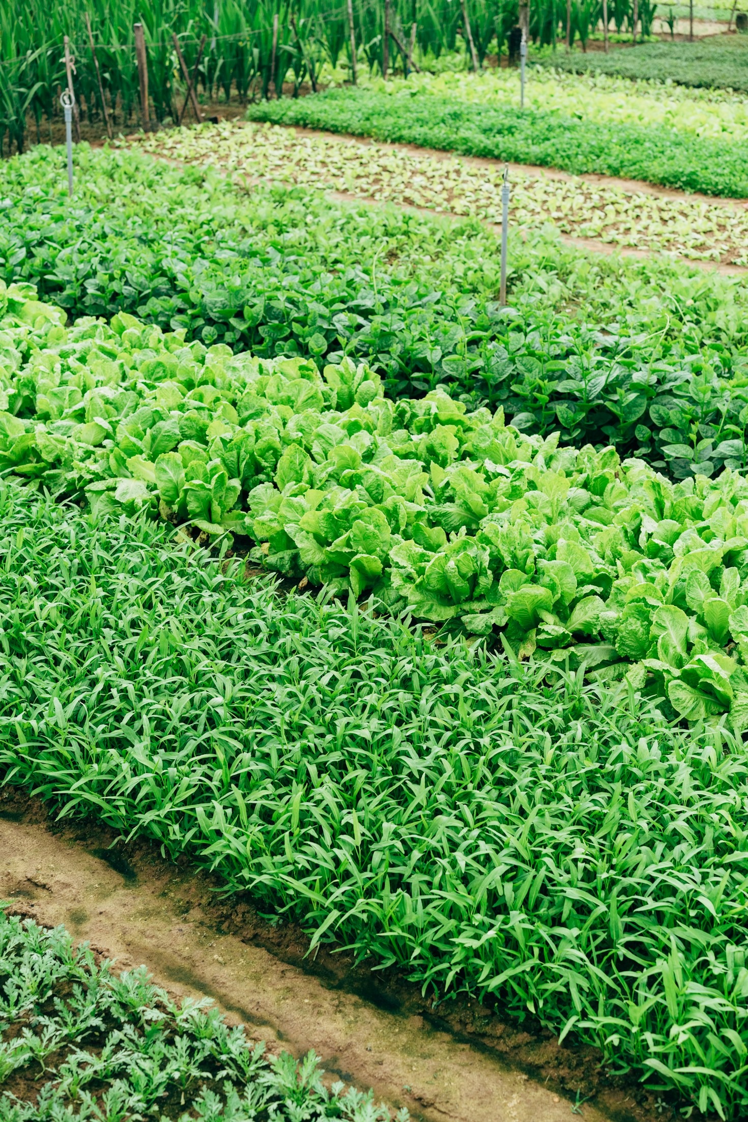 Como Unimos Tradição e Sustentabilidade no Campo